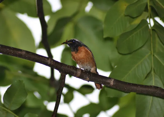 Дом отдыха Heitse En Vakantiewoning